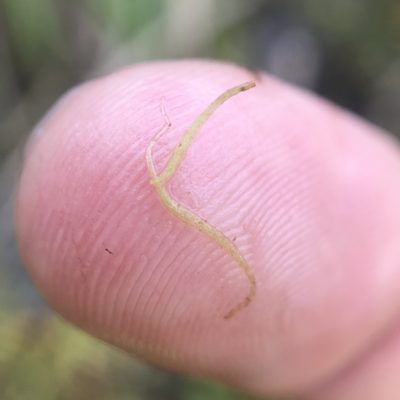 Wolffiella gladiata, photographed by Summit Metro Parks