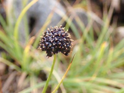 Juncus mertensianus, photographed by John Brew