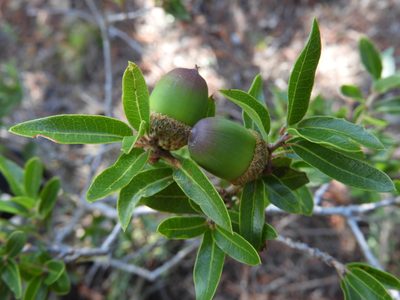 Quercus pringlei, photographed by Leticia Jiménez Hernández