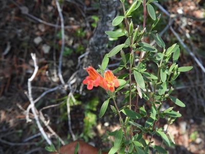Poliomintha longiflora, photographed by Leticia Jiménez Hernández