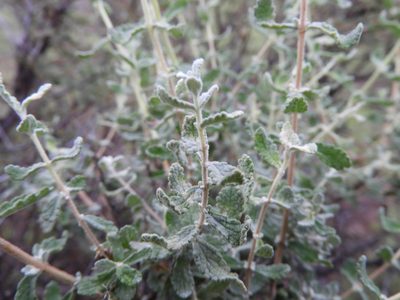 Buddleja scordioides, photographed by Leticia Jiménez Hernández