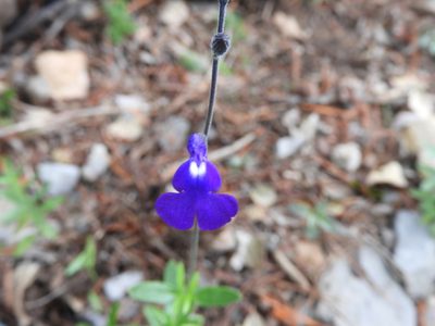 Salvia coahuilensis, photographed by Leticia Jiménez Hernández