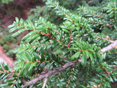 Tsuga diversifolia, photographed by Marco Mussita