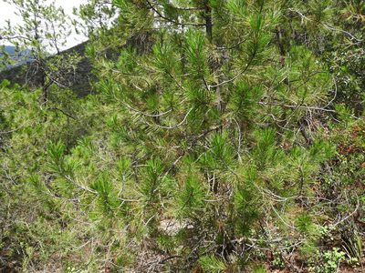Pinus greggii, photographed by Leticia Jiménez Hernández