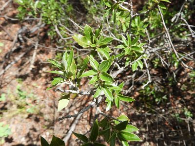 Quercus pringlei, photographed by Leticia Jiménez Hernández