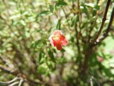 Poliomintha longiflora, photographed by Leticia Jiménez Hernández