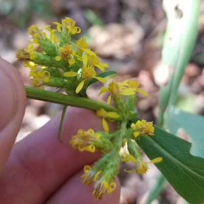 Solidago squarrosa, photographed by Daniel McClosky