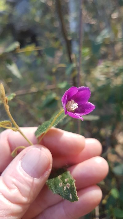 Howittia trilocularis, photographed by Vale Jenny Conolly