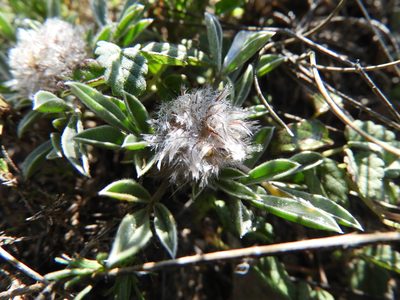 Dalea laniceps, photographed by Leticia Jiménez Hernández