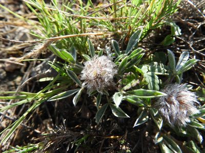 Dalea laniceps, photographed by Leticia Jiménez Hernández