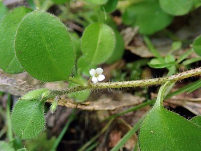 Myosotis spatulata, photographed by Peter de Lange
