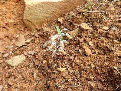 Lachenalia bolusii, photographed by linkie