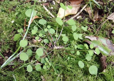Cardamine forsteri, photographed by Peter de Lange