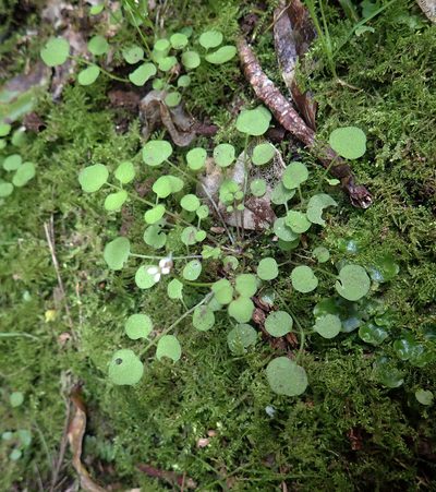 Cardamine forsteri, photographed by Peter de Lange