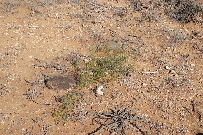 Asparagus fasciculatus, photographed by Tony Rebelo
