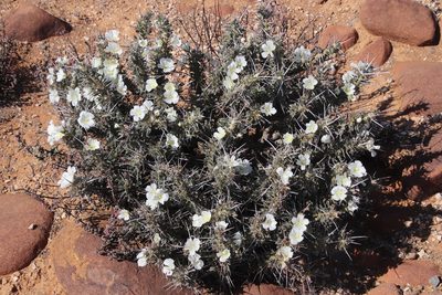 Sarcocaulon spinosum, photographed by Tony Rebelo