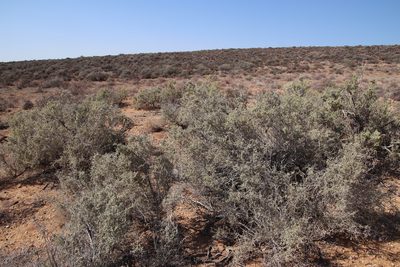 Caroxylon aphyllum, photographed by Tony Rebelo