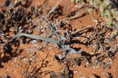 Ornithoglossum vulgare, photographed by Tony Rebelo