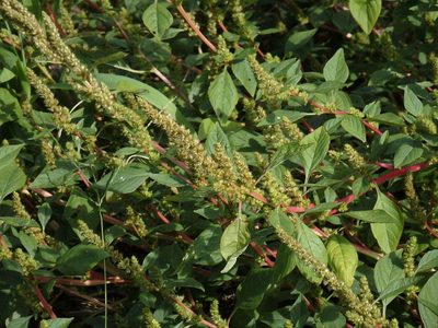 Amaranthus powellii, photographed by Duarte Frade