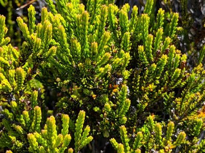 Erica reunionensis, photographed by Pieter Huybrechts