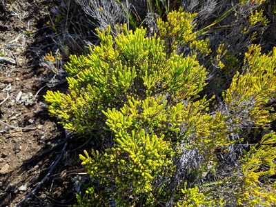 Erica reunionensis, photographed by Pieter Huybrechts