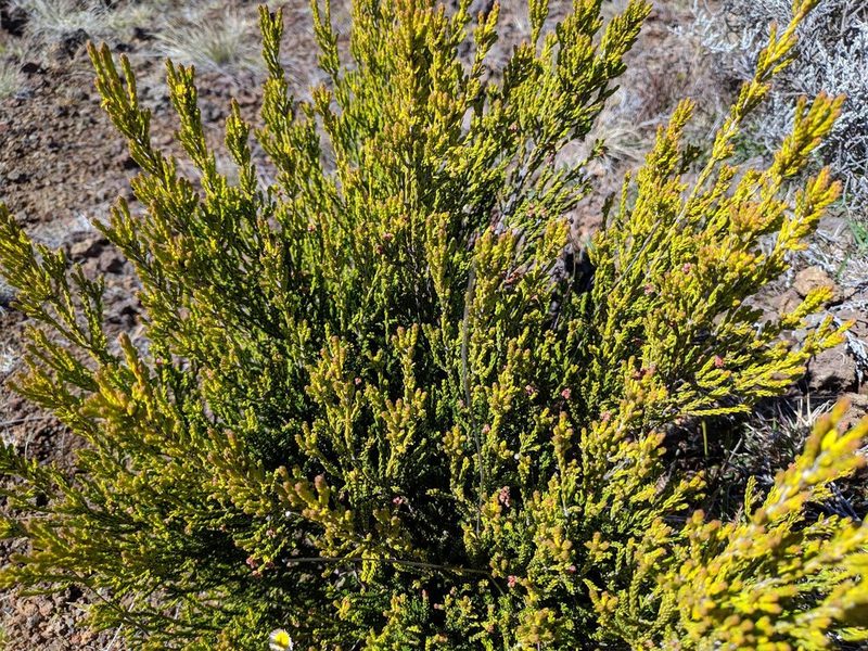 Erica reunionensis, photographed by Pieter Huybrechts