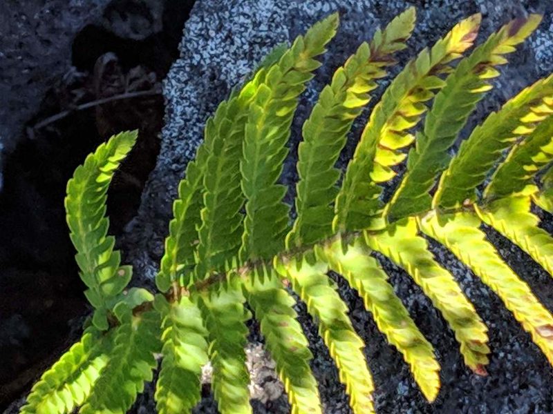Polystichum ammifolium, photographed by Pieter Huybrechts
