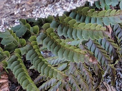 Polystichum ammifolium, photographed by Pieter Huybrechts