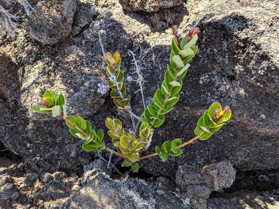 Agarista buxifolia