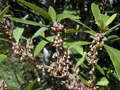 Melicytus chathamicus, photographed by Peter de Lange