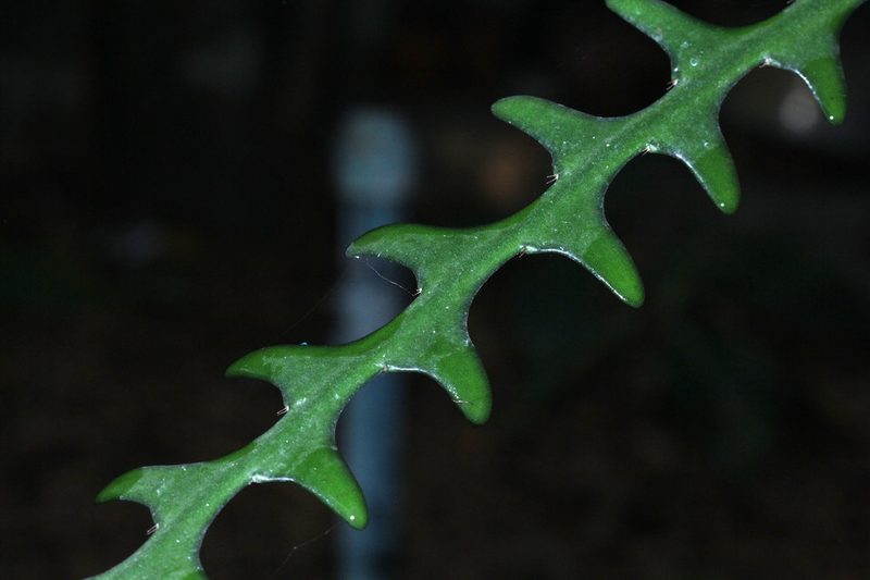 Selenicereus anthonyanus, photographed by Franz Anthony