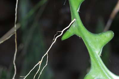 Selenicereus anthonyanus, photographed by Franz Anthony