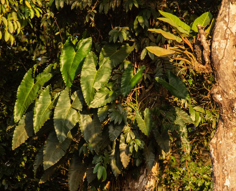 Philodendron solimoesense, photographed by Gerry van Tonder