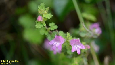 Phtheirospermum japonicum, photographed by Kim, Hyun-tae