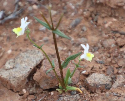 Nemesia anisocarpa, photographed by Tony Rebelo