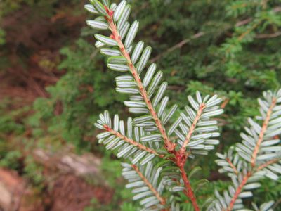 Tsuga diversifolia, photographed by Marco Mussita