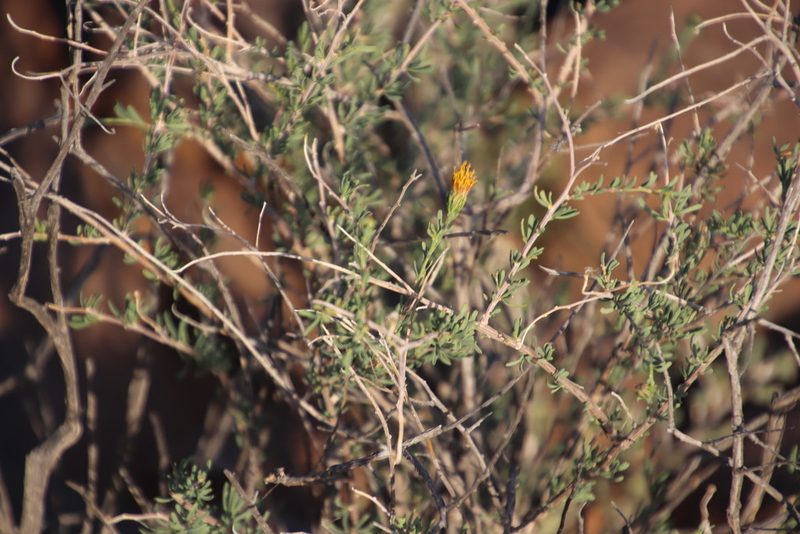 Pteronia aspalatha, photographed by Tony Rebelo