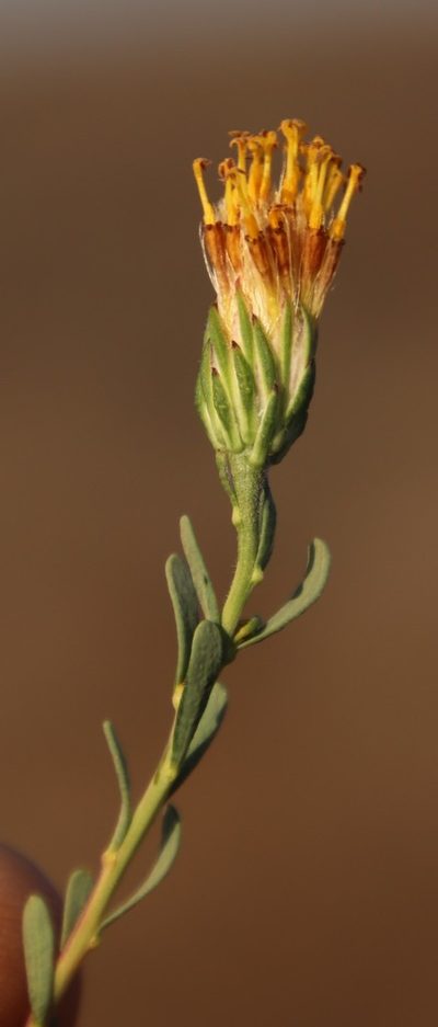 Pteronia aspalatha, photographed by Tony Rebelo