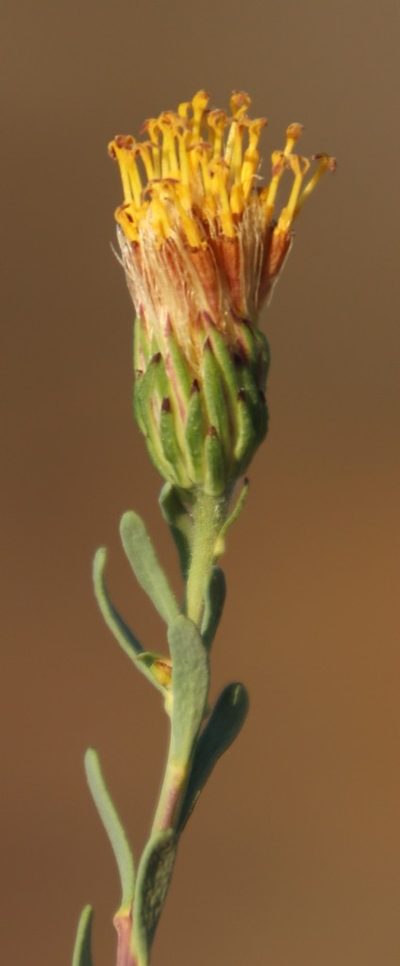 Pteronia aspalatha, photographed by Tony Rebelo