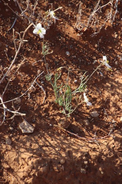 Heliophila seselifolia, photographed by Tony Rebelo