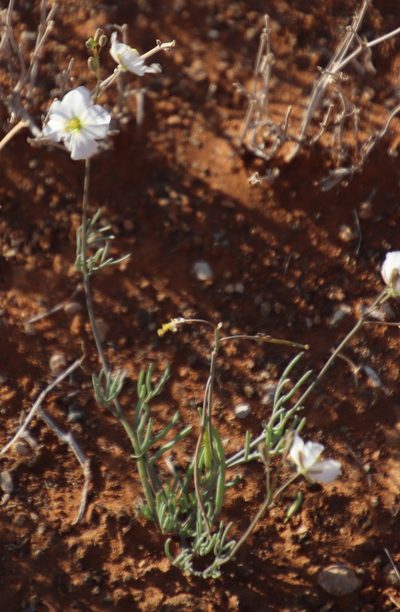Heliophila seselifolia, photographed by Tony Rebelo