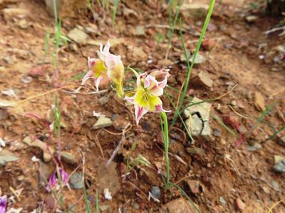 Gladiolus scullyi, photographed by linkie
