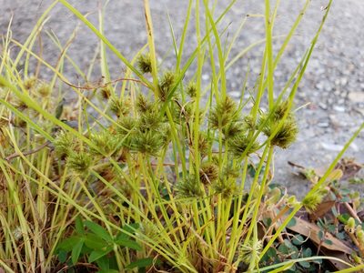 Cyperus squarrosus, photographed by Tyler Bishop