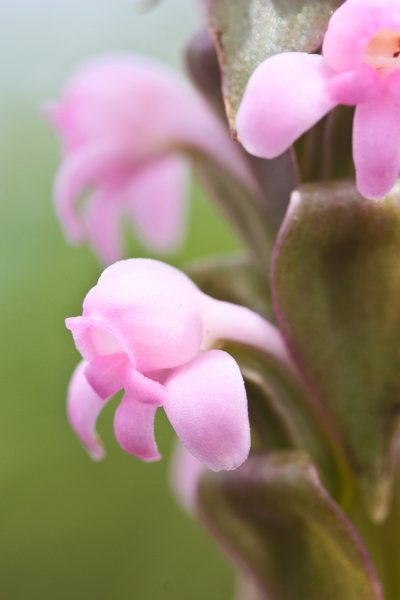 Satyrium nepalense, photographed by Ken-ichi Ueda