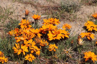 Gazania rigida, photographed by Tony Rebelo