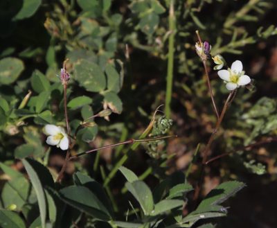 Heliophila crithmifolia, photographed by Tony Rebelo