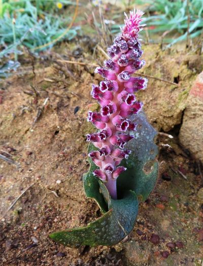 Lachenalia suaveolens, photographed by linkie