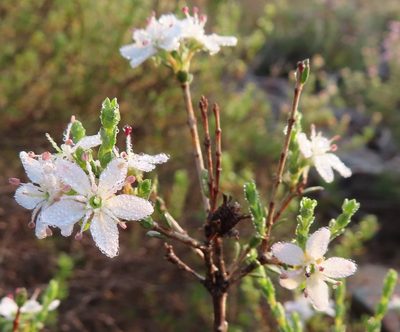 Agathosma spinescens, photographed by linkie