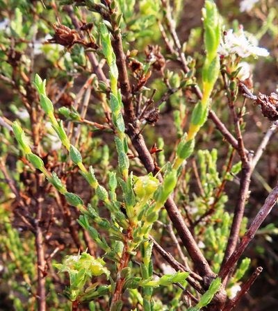 Agathosma spinescens, photographed by linkie