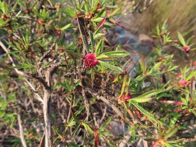 Cliffortia acutifolia, photographed by linkie